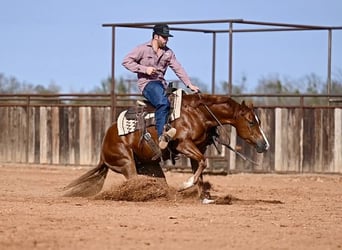 American Quarter Horse, Ruin, 3 Jaar, 150 cm, Roodvos
