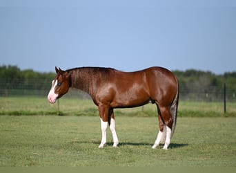 American Quarter Horse, Ruin, 3 Jaar, 150 cm, Roodvos