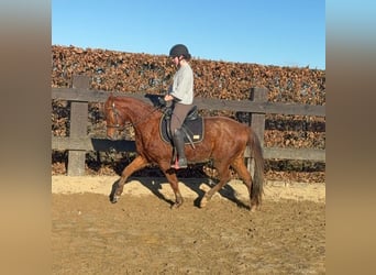 American Quarter Horse, Ruin, 3 Jaar, 150 cm, Vos