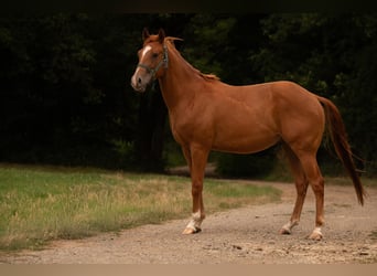 American Quarter Horse, Ruin, 3 Jaar, 150 cm, Vos