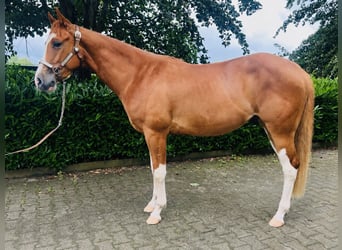 American Quarter Horse, Ruin, 3 Jaar, 150 cm, Vos
