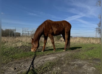 American Quarter Horse, Ruin, 3 Jaar, 150 cm, Vos