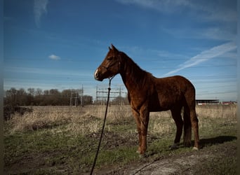 American Quarter Horse, Ruin, 3 Jaar, 150 cm, Vos