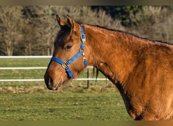 American Quarter Horse, Ruin, 3 Jaar, 150 cm