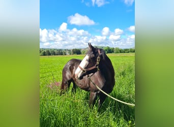 American Quarter Horse, Ruin, 3 Jaar, 150 cm, Zwart