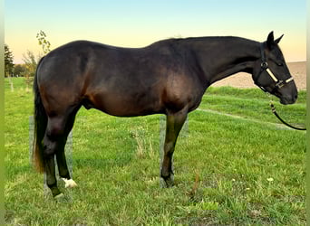 American Quarter Horse, Ruin, 3 Jaar, 150 cm, Zwart