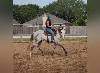 American Quarter Horse, Ruin, 3 Jaar, 151 cm, Schimmel
