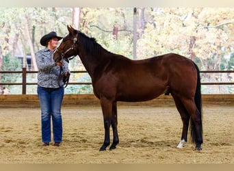 American Quarter Horse, Ruin, 3 Jaar, 152 cm, Bruin