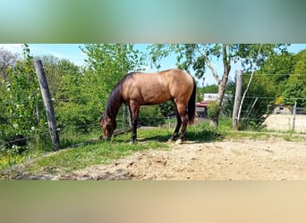 American Quarter Horse, Ruin, 3 Jaar, 152 cm, Buckskin