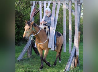 American Quarter Horse, Ruin, 3 Jaar, 152 cm, Buckskin