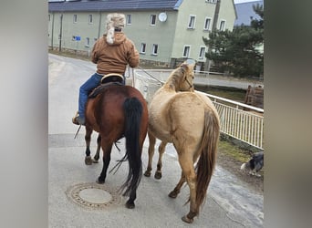 American Quarter Horse, Ruin, 3 Jaar, 152 cm, Champagne