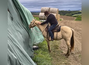 American Quarter Horse, Ruin, 3 Jaar, 152 cm, Champagne
