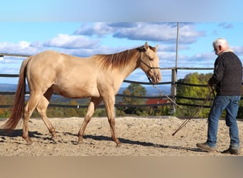 American Quarter Horse, Ruin, 3 Jaar, 152 cm, Champagne
