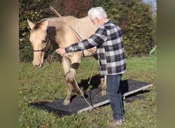 American Quarter Horse, Ruin, 3 Jaar, 152 cm, Champagne