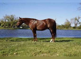 American Quarter Horse, Ruin, 3 Jaar, 152 cm, Donkere-vos