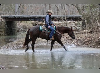 American Quarter Horse, Ruin, 3 Jaar, 152 cm, Donkere-vos
