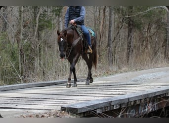American Quarter Horse, Ruin, 3 Jaar, 152 cm, Donkere-vos