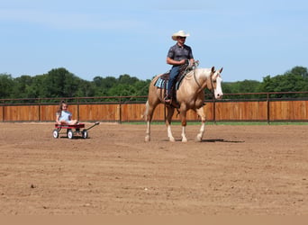 American Quarter Horse, Ruin, 3 Jaar, 152 cm, Palomino
