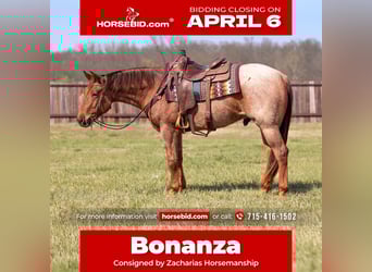 American Quarter Horse, Ruin, 3 Jaar, 152 cm, Roan-Red