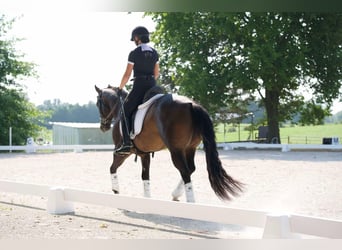 American Quarter Horse, Ruin, 3 Jaar, 152 cm, Roodbruin