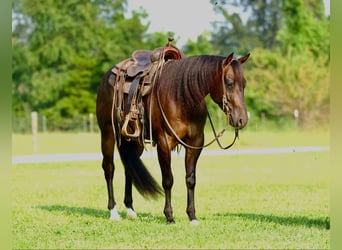 American Quarter Horse, Ruin, 3 Jaar, 152 cm, Roodbruin