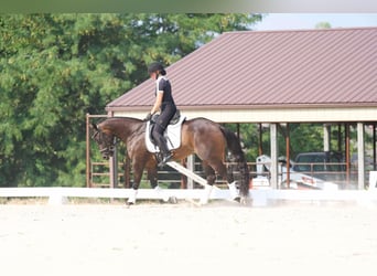 American Quarter Horse, Ruin, 3 Jaar, 152 cm, Roodbruin