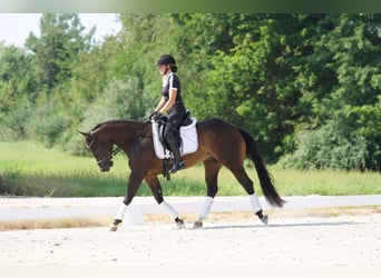 American Quarter Horse, Ruin, 3 Jaar, 152 cm, Roodbruin