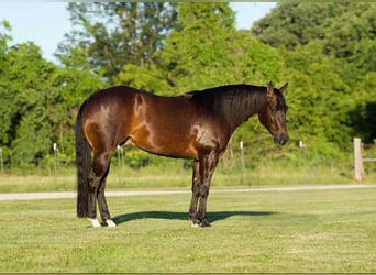 American Quarter Horse, Ruin, 3 Jaar, 152 cm, Roodbruin