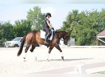 American Quarter Horse, Ruin, 3 Jaar, 152 cm, Roodbruin