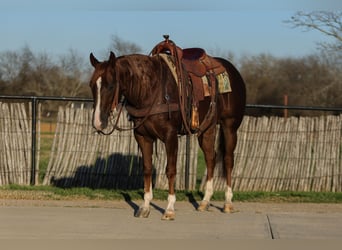 American Quarter Horse, Ruin, 3 Jaar, 152 cm, Roodvos