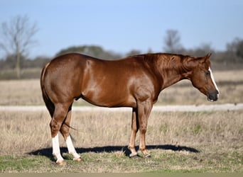 American Quarter Horse, Ruin, 3 Jaar, 152 cm, Roodvos