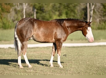 American Quarter Horse, Ruin, 3 Jaar, 152 cm, Roodvos