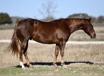 American Quarter Horse, Ruin, 3 Jaar, 152 cm, Roodvos