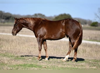 American Quarter Horse, Ruin, 3 Jaar, 152 cm, Roodvos