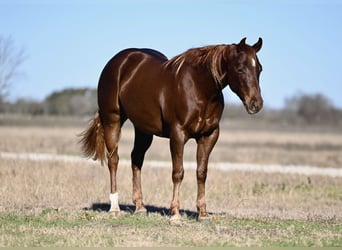 American Quarter Horse, Ruin, 3 Jaar, 152 cm, Roodvos