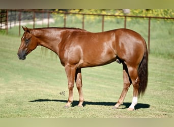 American Quarter Horse, Ruin, 3 Jaar, 152 cm, Roodvos