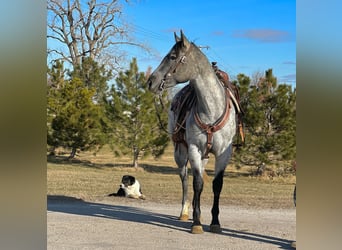 American Quarter Horse, Ruin, 3 Jaar, 152 cm, Schimmel