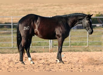 American Quarter Horse, Ruin, 3 Jaar, 152 cm, Zwart