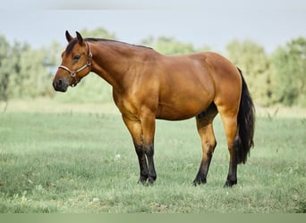 American Quarter Horse, Ruin, 3 Jaar, 153 cm, Bruin