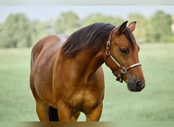 American Quarter Horse, Wallach, 3 Jahre, 153 cm, Brauner