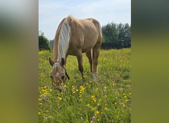 American Quarter Horse, Ruin, 3 Jaar, 153 cm, Dunalino