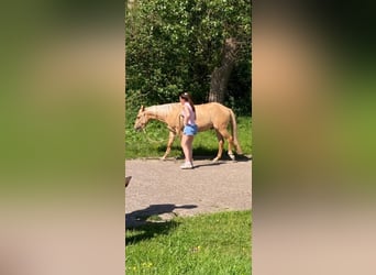 American Quarter Horse, Ruin, 3 Jaar, 153 cm, Dunalino