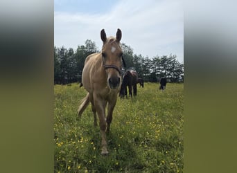 American Quarter Horse, Ruin, 3 Jaar, 153 cm, Dunalino