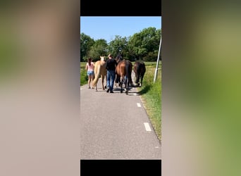 American Quarter Horse, Ruin, 3 Jaar, 153 cm, Dunalino