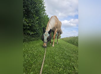 American Quarter Horse, Ruin, 3 Jaar, 153 cm, Dunalino