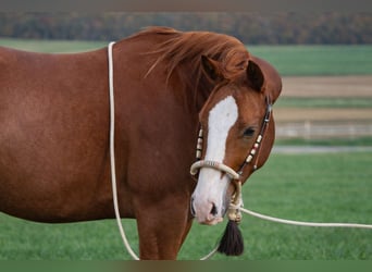 American Quarter Horse, Ruin, 3 Jaar, 153 cm, Vos