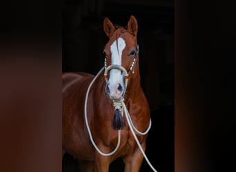 American Quarter Horse, Ruin, 3 Jaar, 153 cm, Vos
