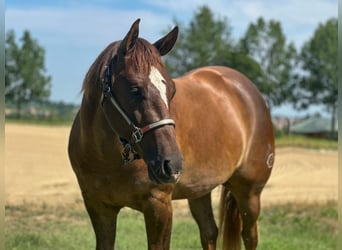 American Quarter Horse, Ruin, 3 Jaar, 154 cm, Donkere-vos