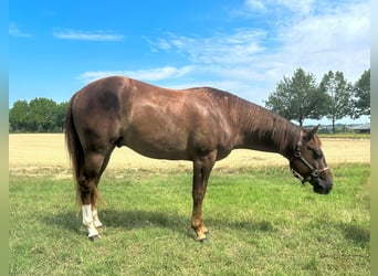 American Quarter Horse, Ruin, 3 Jaar, 154 cm, Donkere-vos