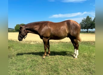 American Quarter Horse, Ruin, 3 Jaar, 154 cm, Donkere-vos